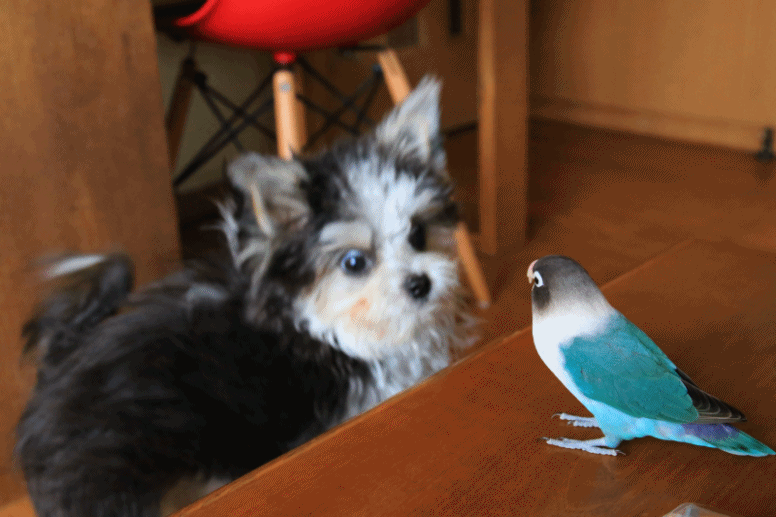c0145250_14345268.gif