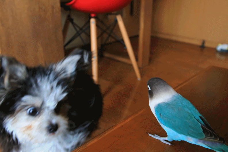 c0145250_14353378.gif