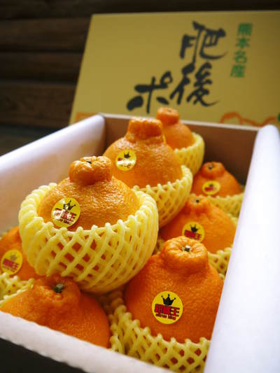 デコポン(肥後ポン) 熊本限定栽培!!樹上完熟デコポン「ひのゆたか」 “特選大玉”の発送スタートす!!_a0254656_18502352.jpg
