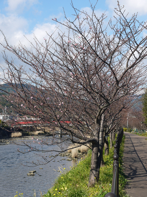 暖冬異変!河津桜のメッカで河津桜が早くも開花1・9_c0014967_17183311.jpg
