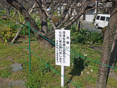 暖冬異変!河津桜のメッカで河津桜が早くも開花1・9_c0014967_17192150.jpg