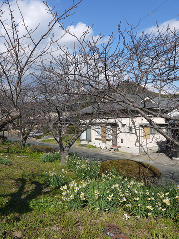 暖冬異変!河津桜のメッカで河津桜が早くも開花1・9_c0014967_17193414.jpg