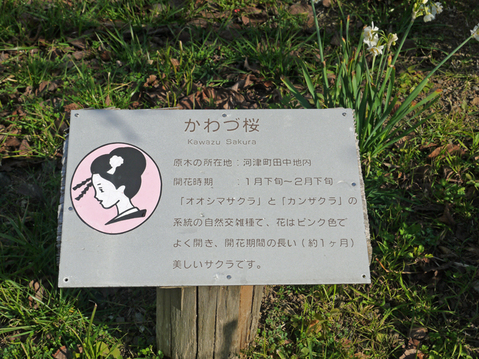 暖冬異変!河津桜のメッカで河津桜が早くも開花1・9_c0014967_1719583.jpg