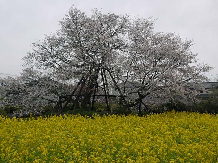 暖冬異変！河津桜のメッカで河津桜が早くも開花１・９_c0014967_17201598.jpg
