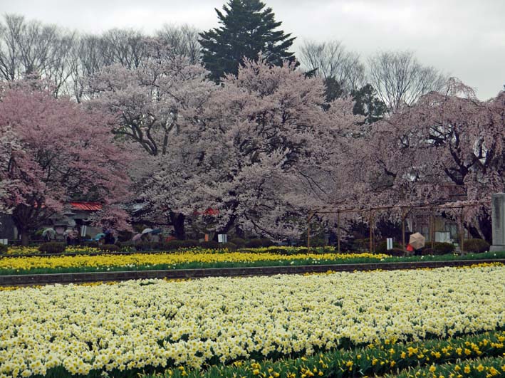 暖冬異変!河津桜のメッカで河津桜が早くも開花1・9_c0014967_1720191.jpg