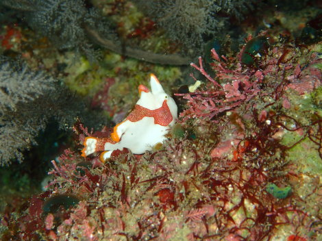 e0115199_15262862.jpg