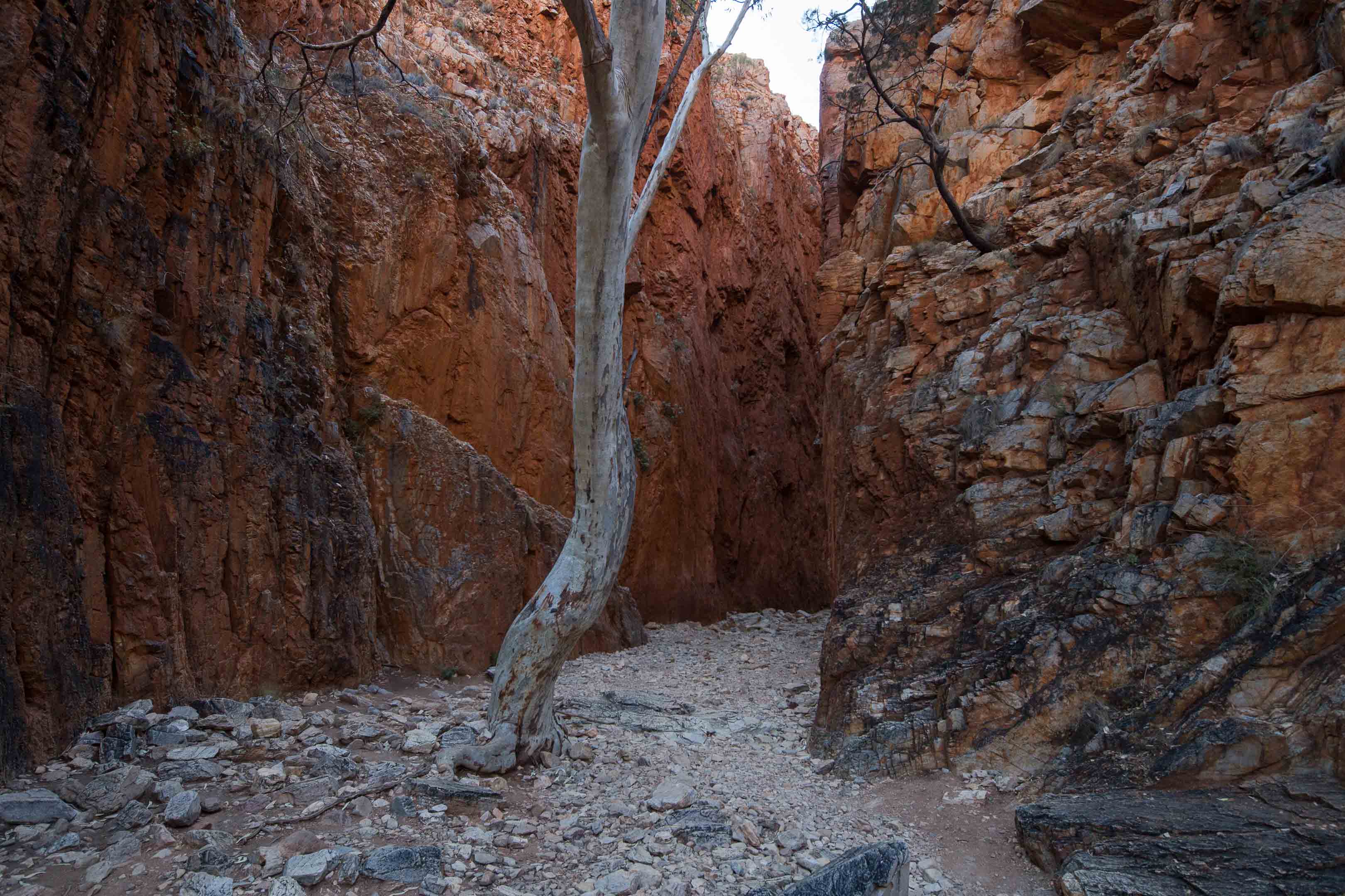 砂漠地帯への旅　22　Larapinta Trail　3日目後半_c0248100_16294677.jpg