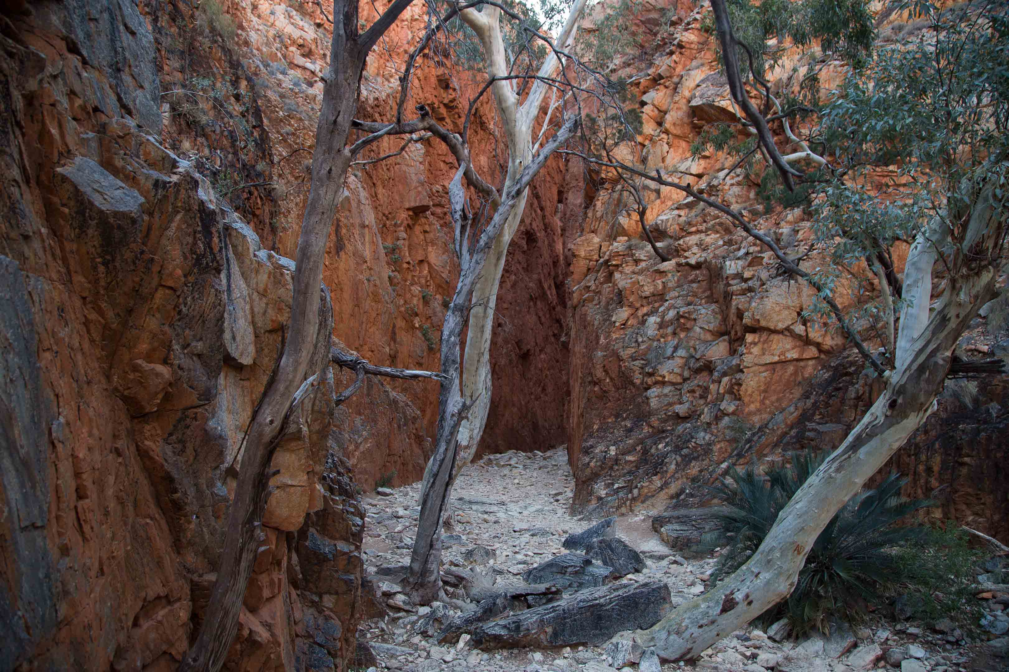 砂漠地帯への旅　22　Larapinta Trail　3日目後半_c0248100_16304813.jpg