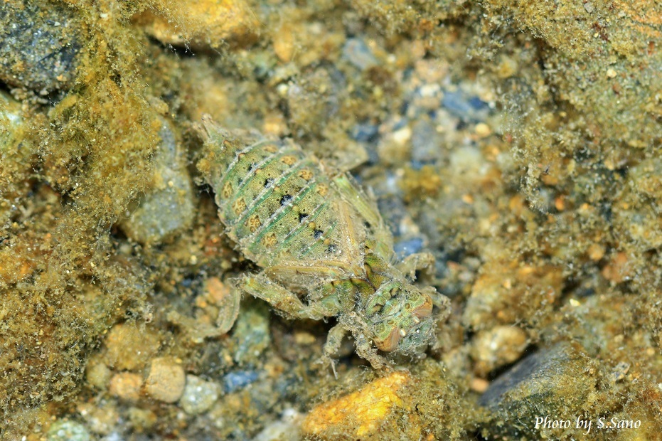 多摩川水系でガサガサ（2016年1月）_b0348205_00245713.jpg