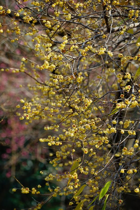 早春の香り　蝋梅＠京都府立植物園_f0032011_19475376.jpg