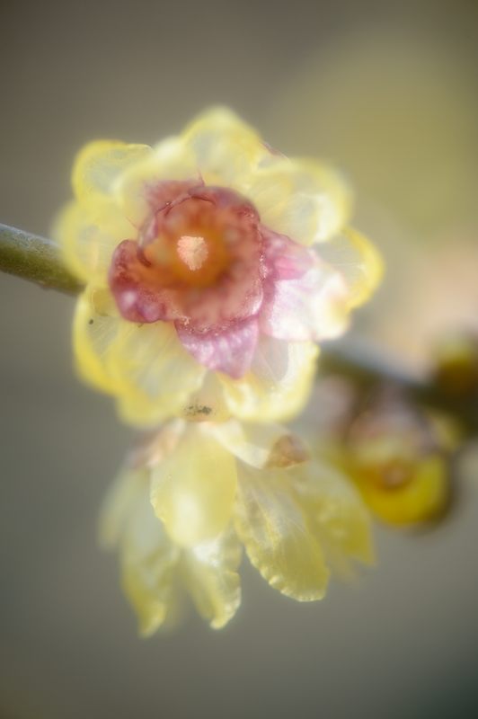 早春の香り　蝋梅＠京都府立植物園_f0032011_19484813.jpg