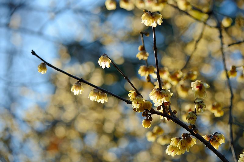 早春の香り　蝋梅＠京都府立植物園_f0032011_19491730.jpg