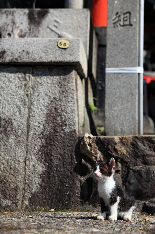 伏見稲荷　４　～一ノ峰の子猫～_e0303527_2241476.jpg