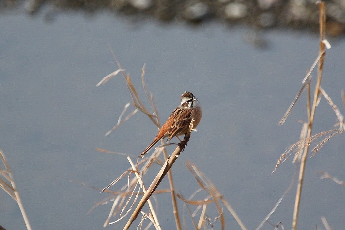 いろいろな鳥がいるよ。_f0327034_22450546.jpg