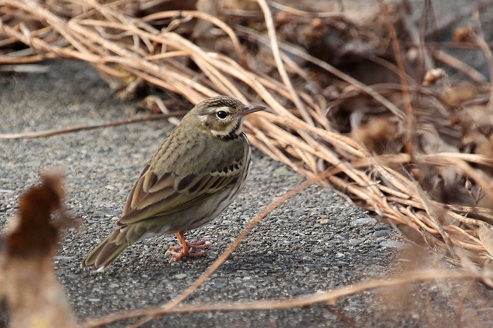 いろいろな鳥がいるよ。_f0327034_22451217.jpg