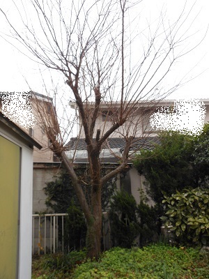 c0261346_18524110.jpg