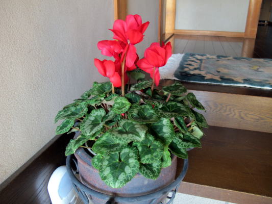 c0147952_2350206.jpg