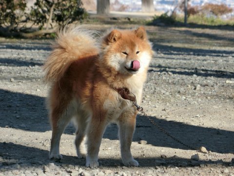 正月に山梨に帰省 ～ 前編：伝嗣院のシバタ君ほか_e0045768_22105220.jpg