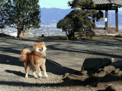 正月に山梨に帰省 ～ 前編：伝嗣院のシバタ君ほか_e0045768_2285758.jpg