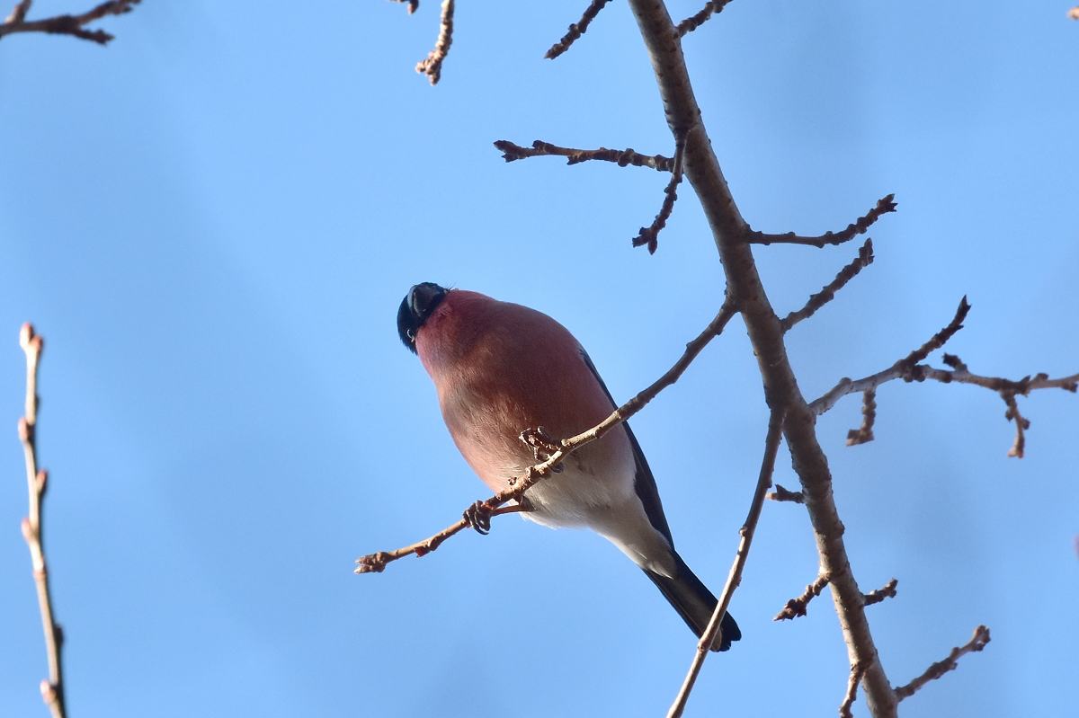 アカウソ_f0053272_1046058.jpg