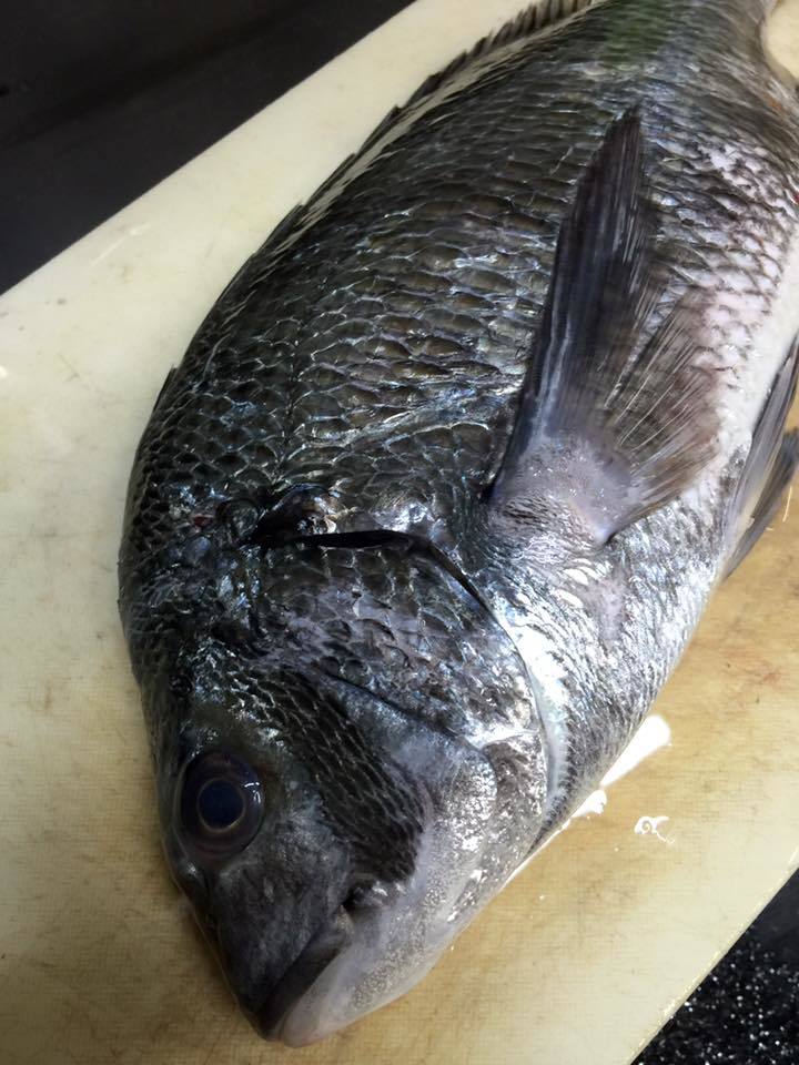 四角い魚_d0268290_08335822.jpg