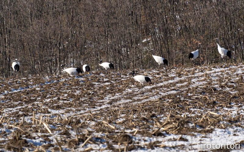 釧路旅日記　その2　（シマエナガ・オオワシ・タンチョウ・トビ）　　2016/01/06_d0146592_2126631.jpg