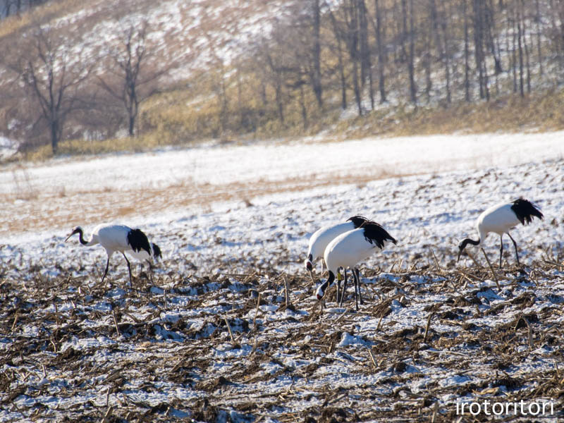 釧路旅日記　その2　（シマエナガ・オオワシ・タンチョウ・トビ）　　2016/01/06_d0146592_2161033.jpg