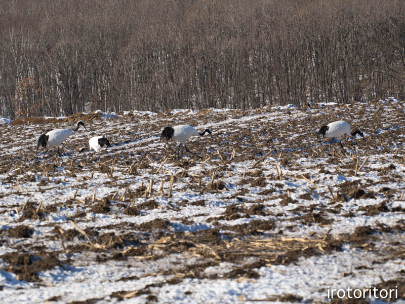 釧路旅日記　その2　（シマエナガ・オオワシ・タンチョウ・トビ）　　2016/01/06_d0146592_2161852.jpg