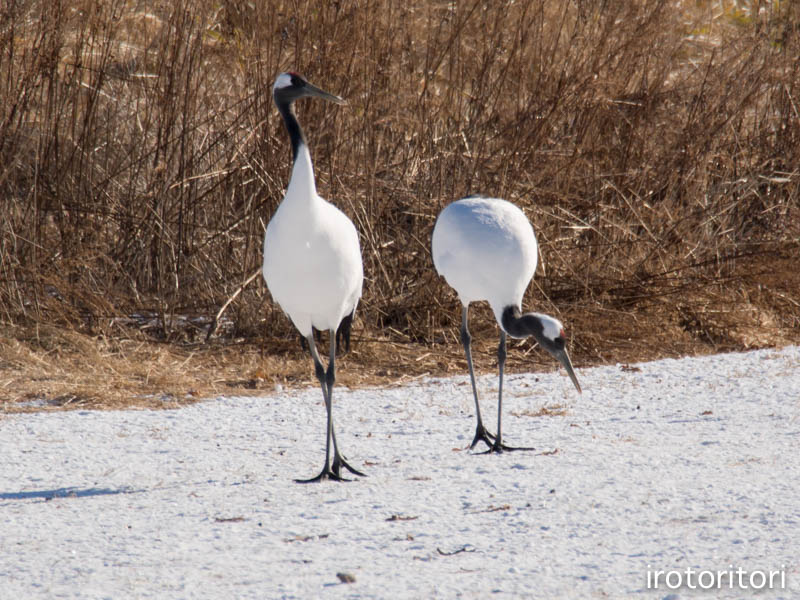 釧路旅日記　その2　（シマエナガ・オオワシ・タンチョウ・トビ）　　2016/01/06_d0146592_2162741.jpg