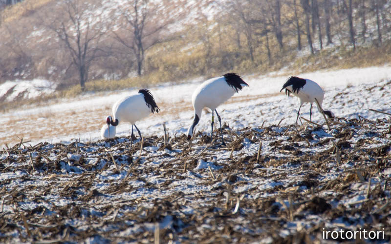 釧路旅日記　その2　（シマエナガ・オオワシ・タンチョウ・トビ）　　2016/01/06_d0146592_216761.jpg