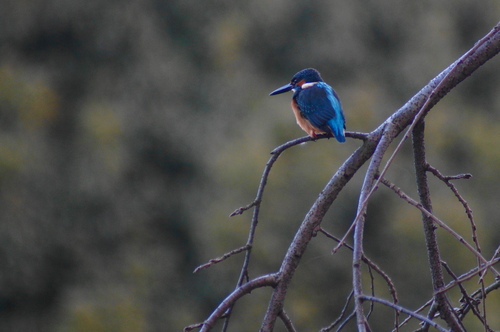 a0206496_513328.jpg
