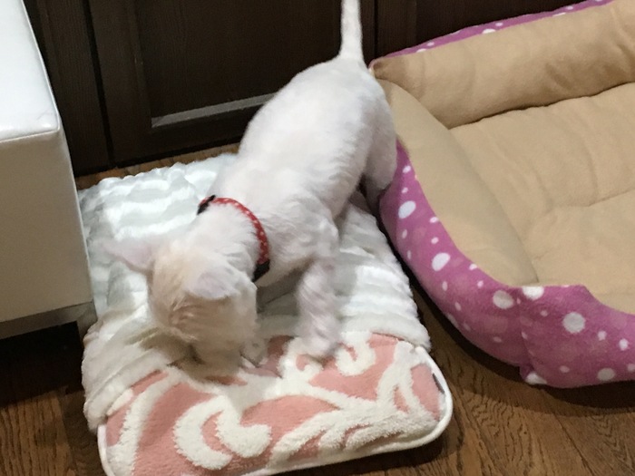 ハイジの初トリミング!_c0226202_03043100.jpg