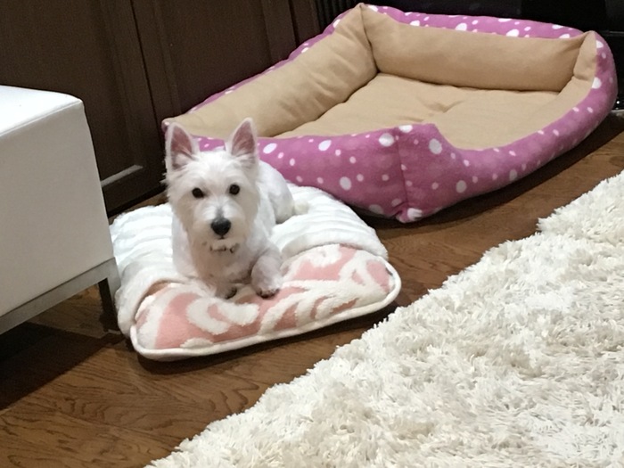 ハイジの初トリミング!_c0226202_0322828.jpg