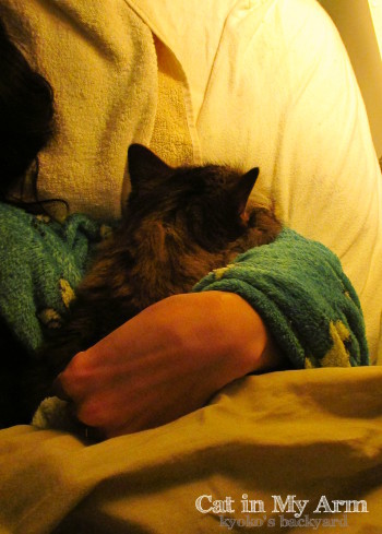 私の腕枕で眠る猫_b0253205_16373341.jpg