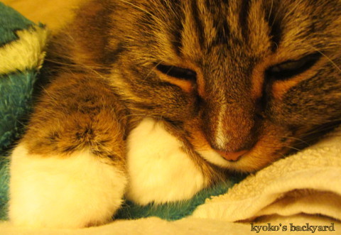 私の腕枕で眠る猫_b0253205_16375478.jpg