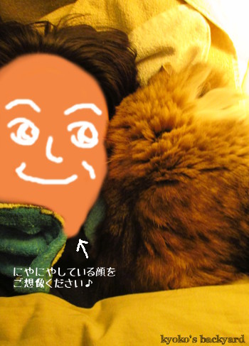 私の腕枕で眠る猫_b0253205_16391694.jpg