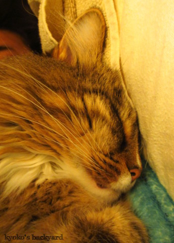 私の腕枕で眠る猫_b0253205_16393842.jpg