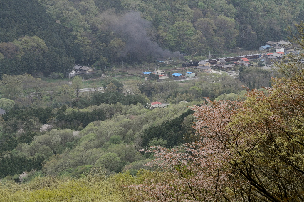 桜から新緑へ　- 秩父鉄道 -   _b0190710_2251471.jpg