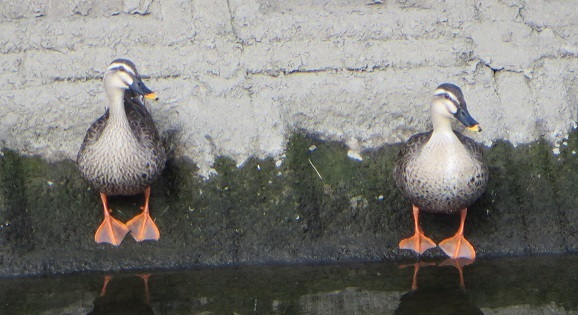 c0280322_16563701.jpg