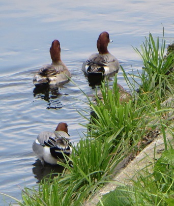 c0280322_16575730.jpg