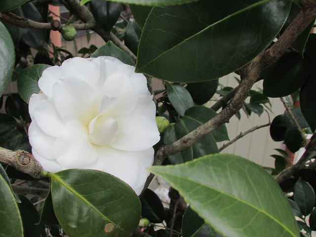 e0321325_972960.jpg