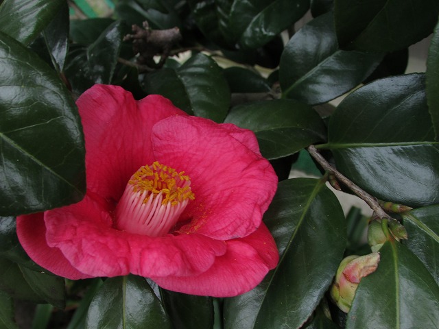 e0321325_974035.jpg