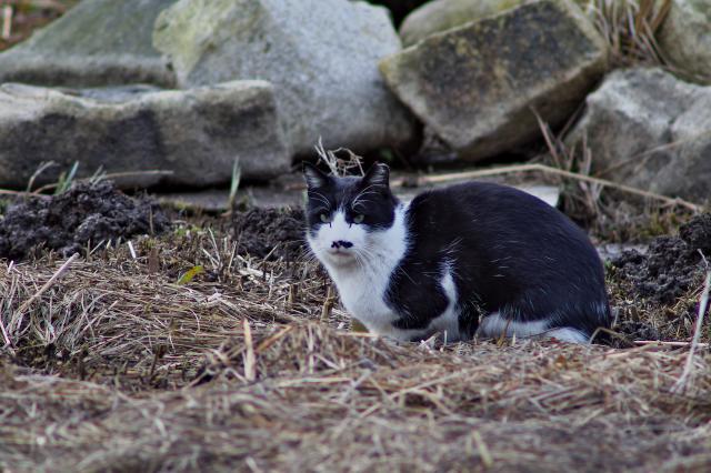 蓮華寺池の地域猫ひげちゃん_c0309734_00372055.jpg