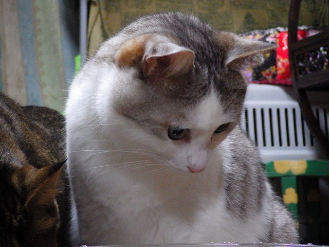 a0337237_14471072.jpg