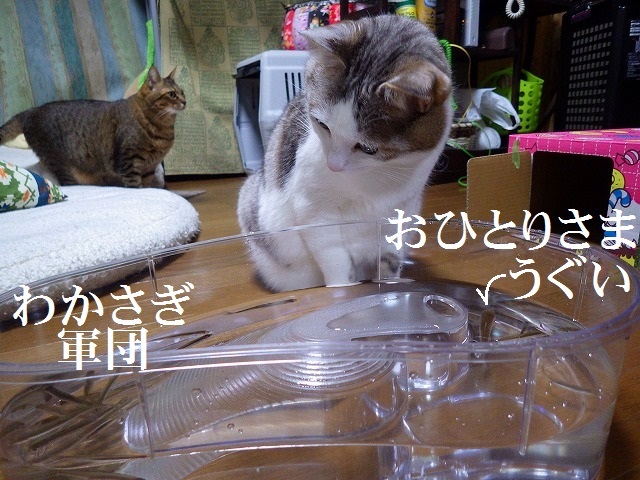 a0337237_14473877.jpg