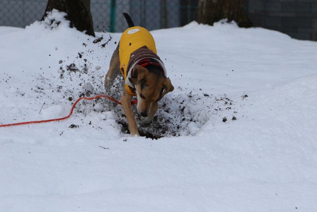 雪でも掘る！　土が出るまで掘る！_b0031538_21575829.jpg