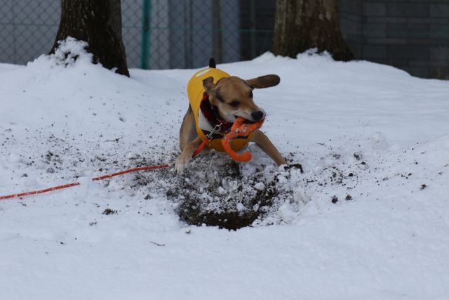 雪でも掘る！　土が出るまで掘る！_b0031538_21591318.jpg