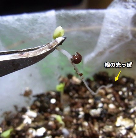 ミニ野菜工場 その4_c0063348_1036197.jpg