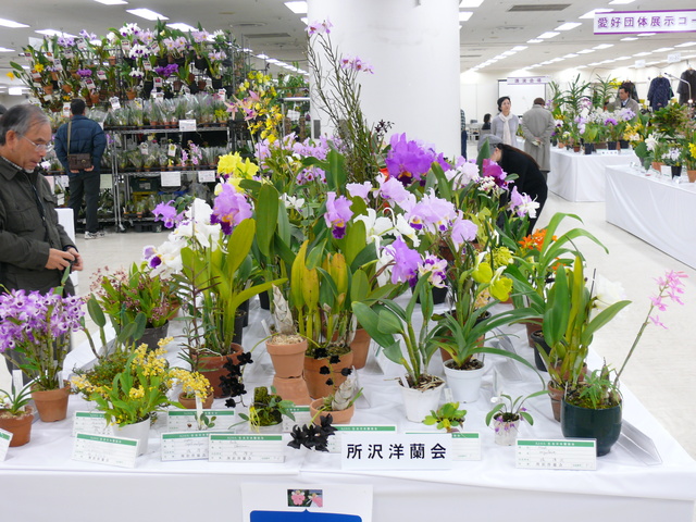 サンシャインシティー世界のらん展２０１６ 所沢洋蘭会