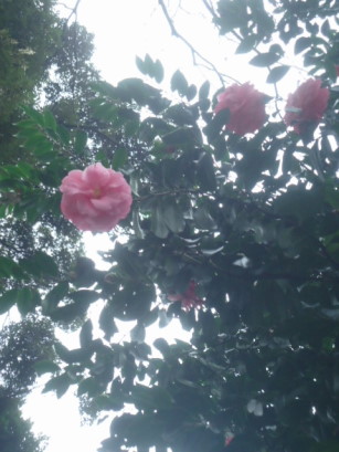 e0029472_10693.jpg